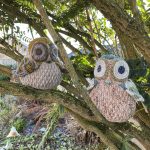 Alba and Noctua Owls