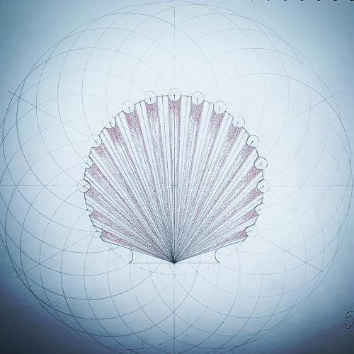 Scallop Shell created on a torus geometric construction